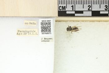 Media type: image;   Entomology 768671 Aspect: Labels